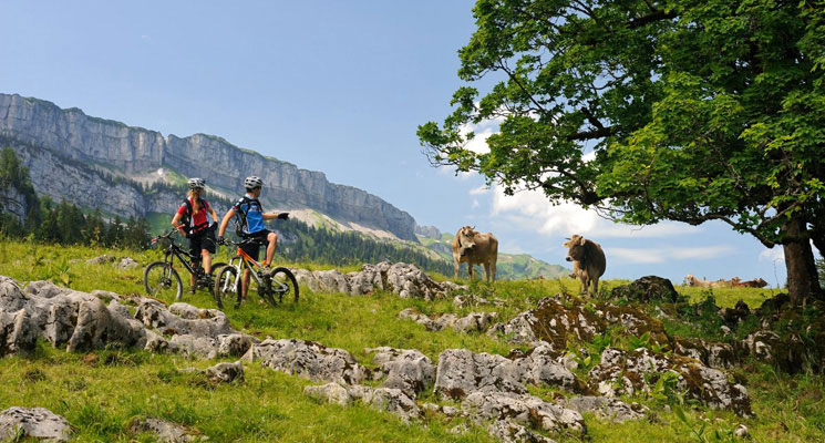 Radfahrer Kühe Ifen